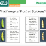 Light frost but little to no soybean damage