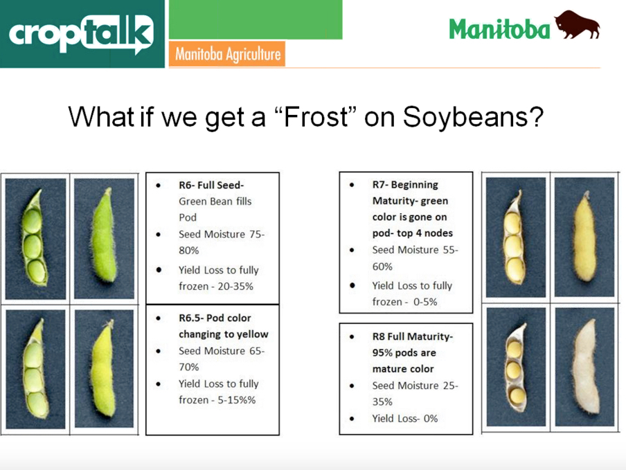 Light frost but little to no soybean damage
