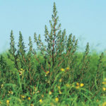 Glyphosate-resistant kochia is the latest warning sign for Manitoba farmers.
