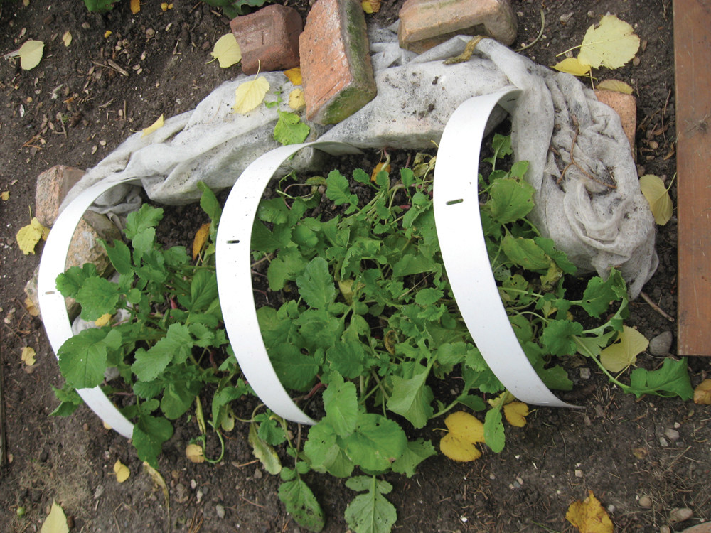 Late radish may have to be protected from flea beetles.