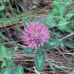The leaves of red and white clover, unlike those of alsike clover, show the characteristic inverted “V” commonly referred to as a “watermark.”