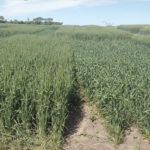 An August 29 seeding date (left) shows far greater development by mid-June when compared to a Sept. 29 seeding date (right).