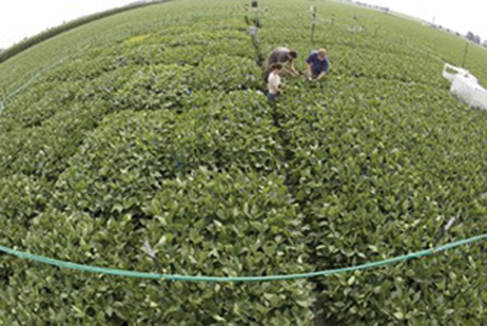 Research at the University of Illinois simulates future atmospheric conditions to determine their effects on plants. Here, Professor Andrew Leakey (r), works with research assistants Lindsey Heady and David Marshak.