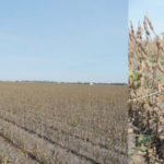Fall frost can cut soybean yields and reduce quality, but fortunately this year most Manitoba soybean fields are now mature enough that frost would do little damage, says Manitoba Agriculture’s pulse specialist Dennis Lange.