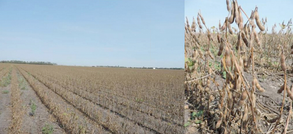 Fall frost can cut soybean yields and reduce quality, but fortunately this year most Manitoba soybean fields are now mature enough that frost would do little damage, says Manitoba Agriculture’s pulse specialist Dennis Lange.