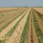 Three crops in two years may be a possibility. Researchers are harvesting canola in year one, then seeding winter wheat. In the spring they seed soybeans between the winter wheat rows. They then harvest the winter wheat, and wait until late October to harvest the soybeans.
