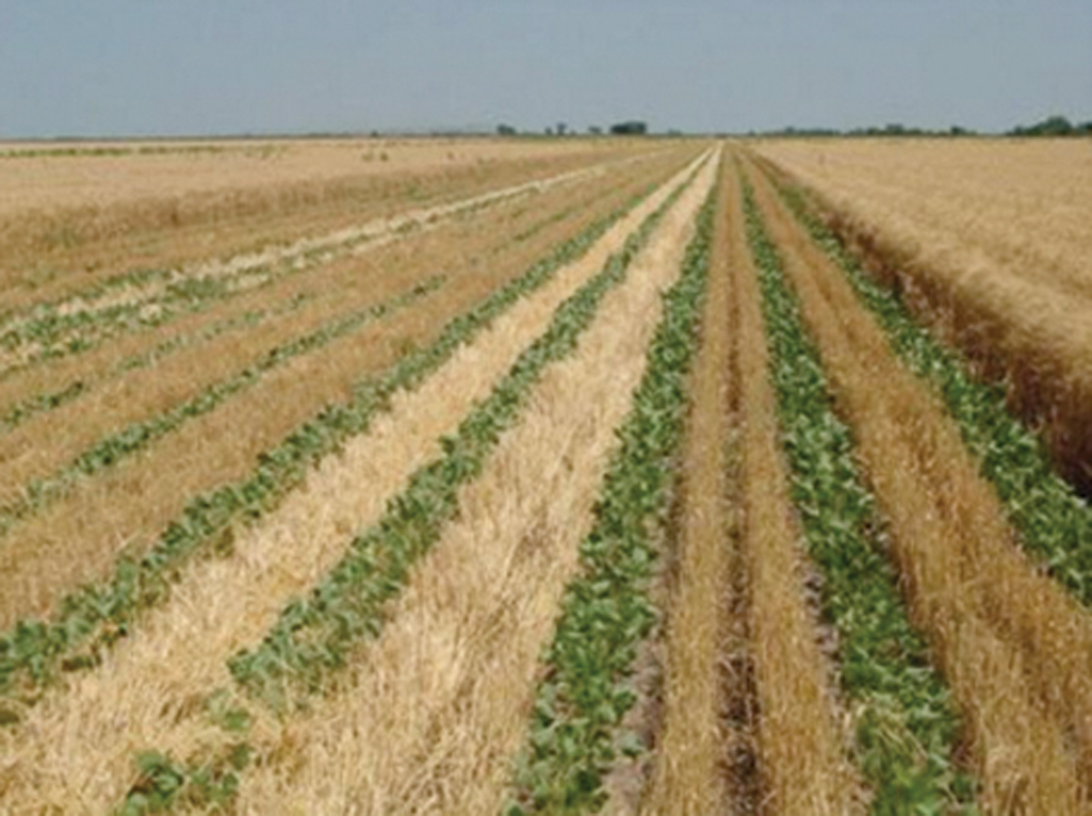 Three crops in two years may be a possibility. Researchers are harvesting canola in year one, then seeding winter wheat. In the spring they seed soybeans between the winter wheat rows. They then harvest the winter wheat, and wait until late October to harvest the soybeans.