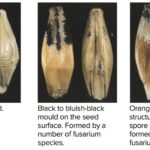 Barley is often less susceptible to fusarium infections, but near-perfect conditions for a month this summer set the stage for trouble.