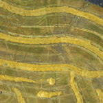 A swathed canola field near Sanford from the air.