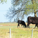 Greg Penner, associate professor with the University of Saskatchewan facility of animal science, says to achieve a productive rumen, producers need to focus on consistency.