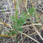 Now is the time for fall weed control. Cleavers, a problem weed in canola, is moving east in Manitoba.