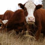 a pregnant cow eating hay