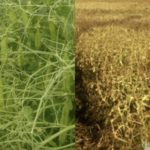 Field peas in Manitoba started off well (l), but in many cases disease, made worse by excessive rain, took its toll.