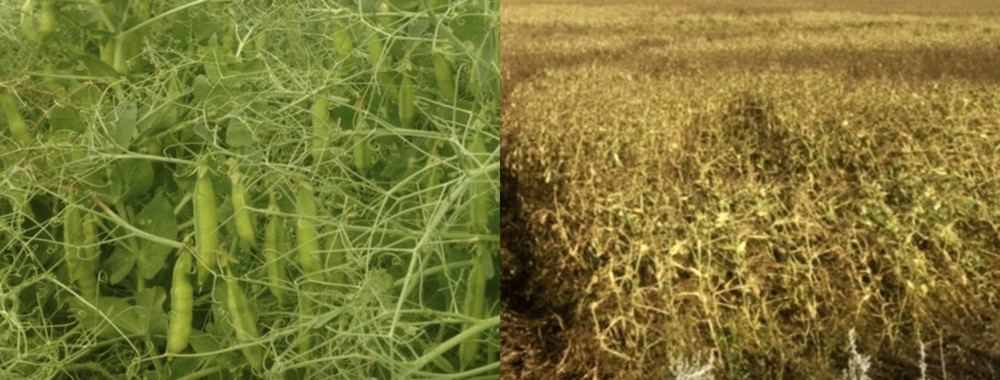 Field peas in Manitoba started off well (l), but in many cases disease, made worse by excessive rain, took its toll.