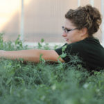 A graduate student works with common beans in a greenhouse at North Dakota State University.