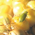 Corn rootworm is in Manitoba, but there’s an easy solution — rotate.
