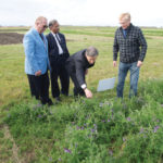 University of Manitoba researcher Martin Entz (r) gives federal MP Terry Duguid a quick lesson in the merits of hairy vetch in a cropping system at the Glenlea long-term organic cropping trials Sept. 23. Looking on is the university’s vice-president of research Digvir Jayas and Manitoba Agriculture Minister Ralph Eichler.