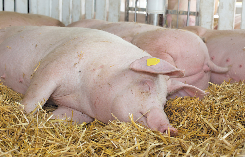 All pigs need to be traceable for a national program to work.