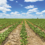 Soybean outlook: Weather or not