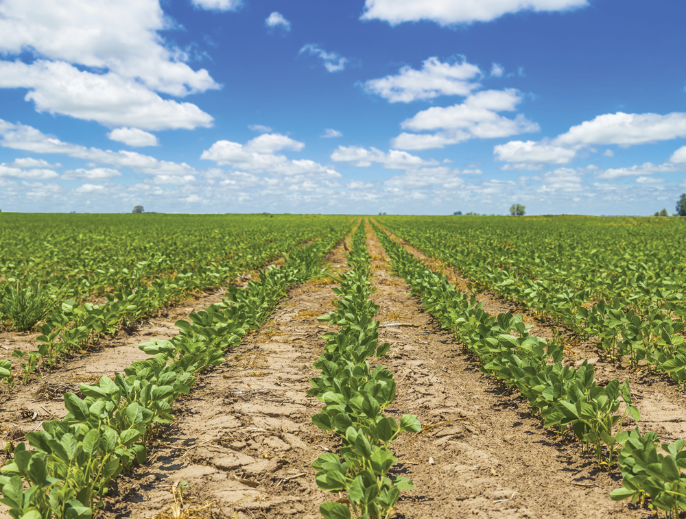 Soybean outlook: Weather or not