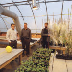 BrettYoung’s Eric Gregory and (l to r) DL Seeds’ Kevin McCallum and Sakaria Liban in the DL Seeds screening greenhouse.