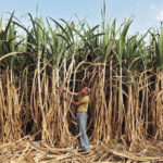 A farmer works in his sugar cane field on the outskirts of Ahmedabad, India February 28, 2015.