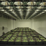 The growth chamber system can reproduce past weather patterns, down to exact daily fluctuations.
