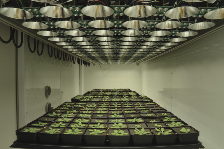 Growth chamber system ‘test drives’ new plant varieties