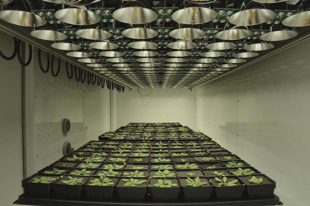 The growth chamber system can reproduce past weather patterns, down to exact daily fluctuations.
