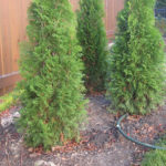 Cedars, particularly recently planted trees, should be thoroughly watered before winter
sets in.