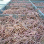 Australian researchers say seaweed like this can slash methane emissions from cattle.
