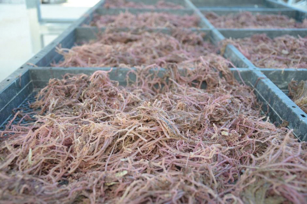 Australian researchers say seaweed like this can slash methane emissions from cattle.