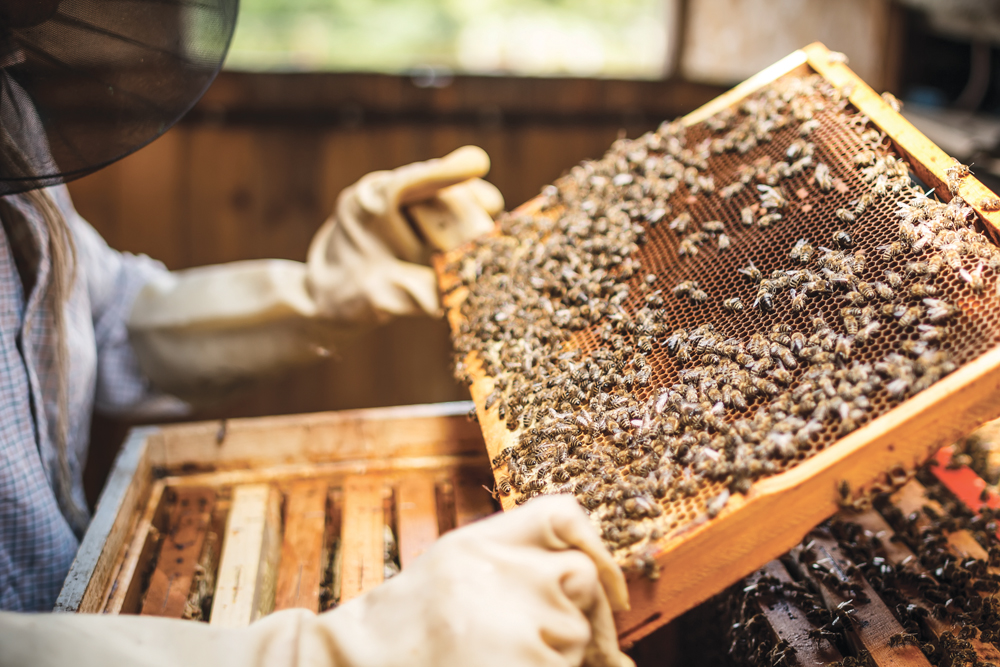 Canadian beekeepers saw lower losses in 2014-15 than the previous several winters.