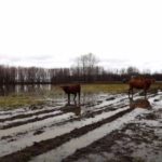 A couple of Tim Berscheid's cattle wander flooded farmland in the RM of Kelsey in this photo dated Oct. 27. (Vimeo.com)