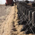 The cattle industry could benefit from genetic modification but the technology faces hurdles.