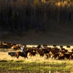 Holy cow, if today’s devastatingly low-and-going-lower cattle prices continue for two and, possibly, three more years, will any independent cowboys even be around in 2020?