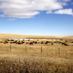 cattle on a pasture