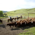 Beef 911: The revised Beef Code of Practice a win for everyone