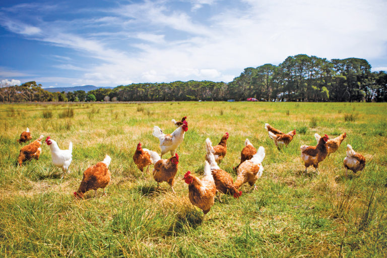 Small producers to soon hear more about new chicken quota program