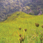 A field of finger millet, a crop widely grown by African and Asian subsistence farmers noted for its resistance to fungal disease.