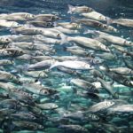 school of mackerel