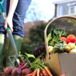 Unrecognizable person digging with pitchfork, low section, assorted vegetables in foreground