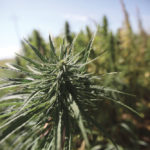 Canadian hemp markets could be side-swiped by U.S.