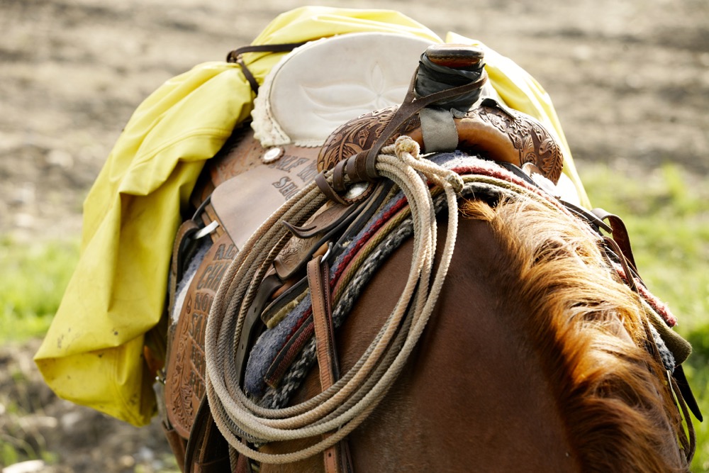 horse and saddle