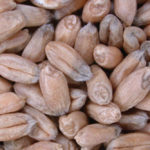 Mildew damage on individual kernels of  CWRS wheat.