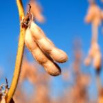 As the harvest window continues to shrink, getting remaining crops off the field before winter sets in is causing farmers to worry about poor prices due to lower quality.