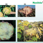 Good reasons to desiccate sunflowers