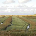 Excess moisture issue for remaining canola