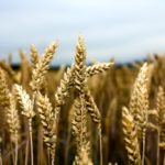 wheat heads