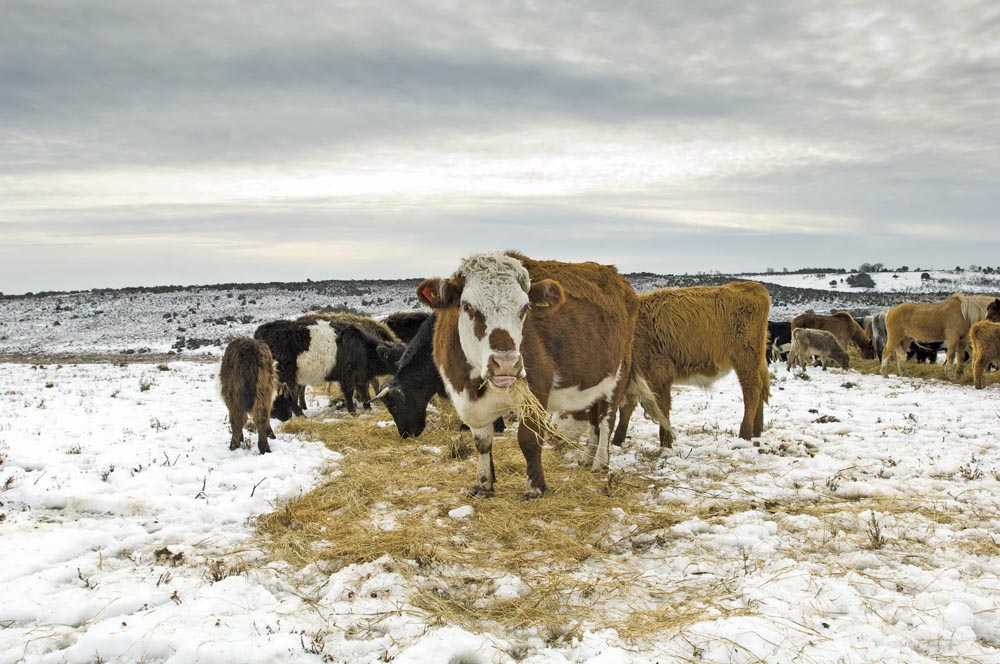cattle in winter